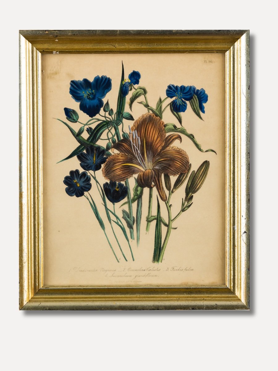 Fine Art — All — 11 HAMILTON HOME